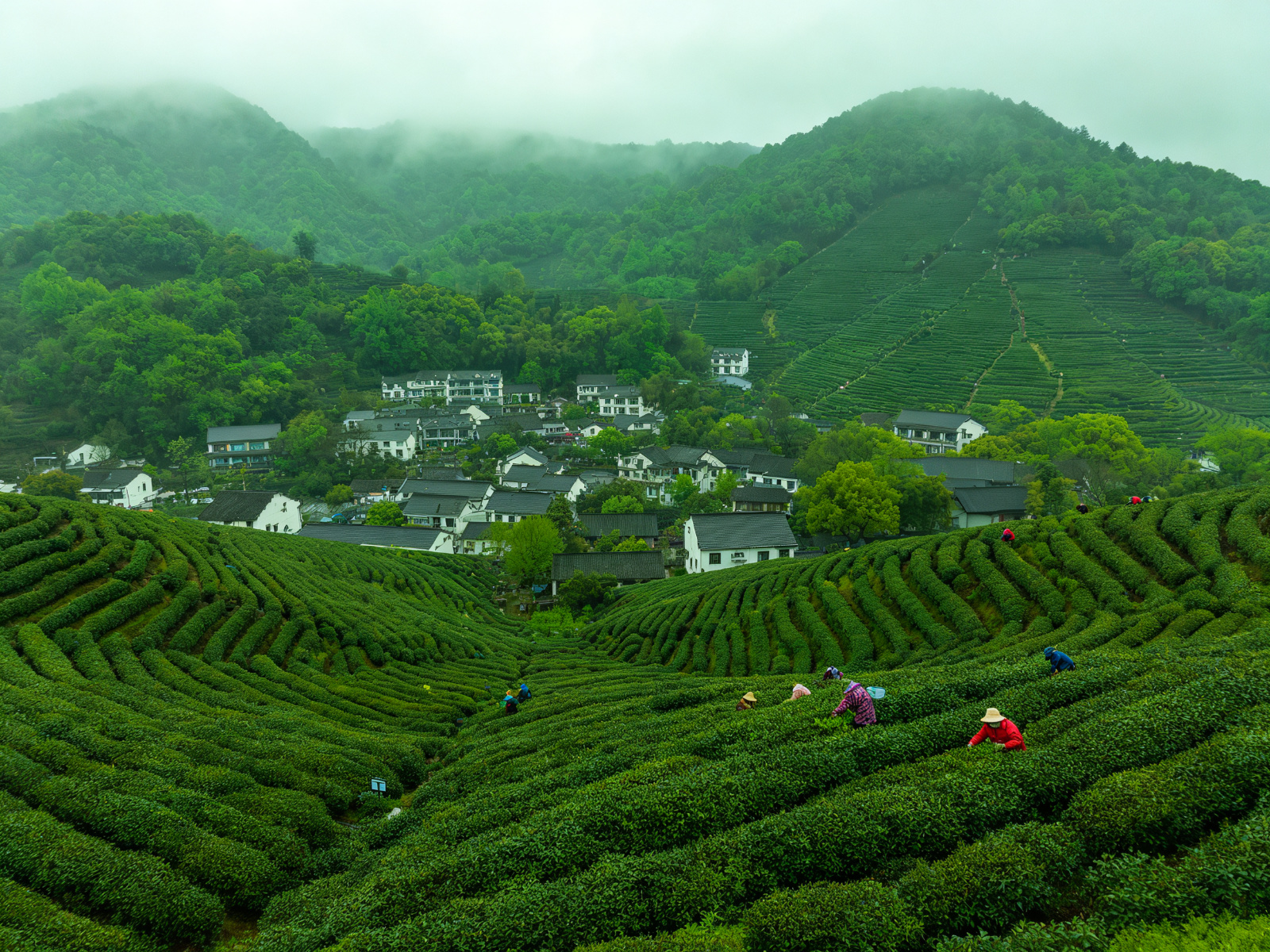 龙井茶村